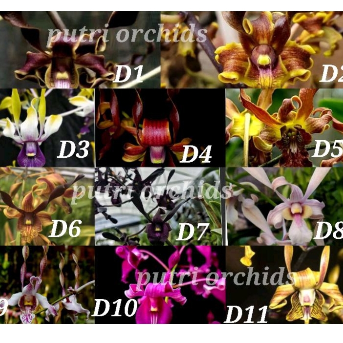 seedling dendro melintir