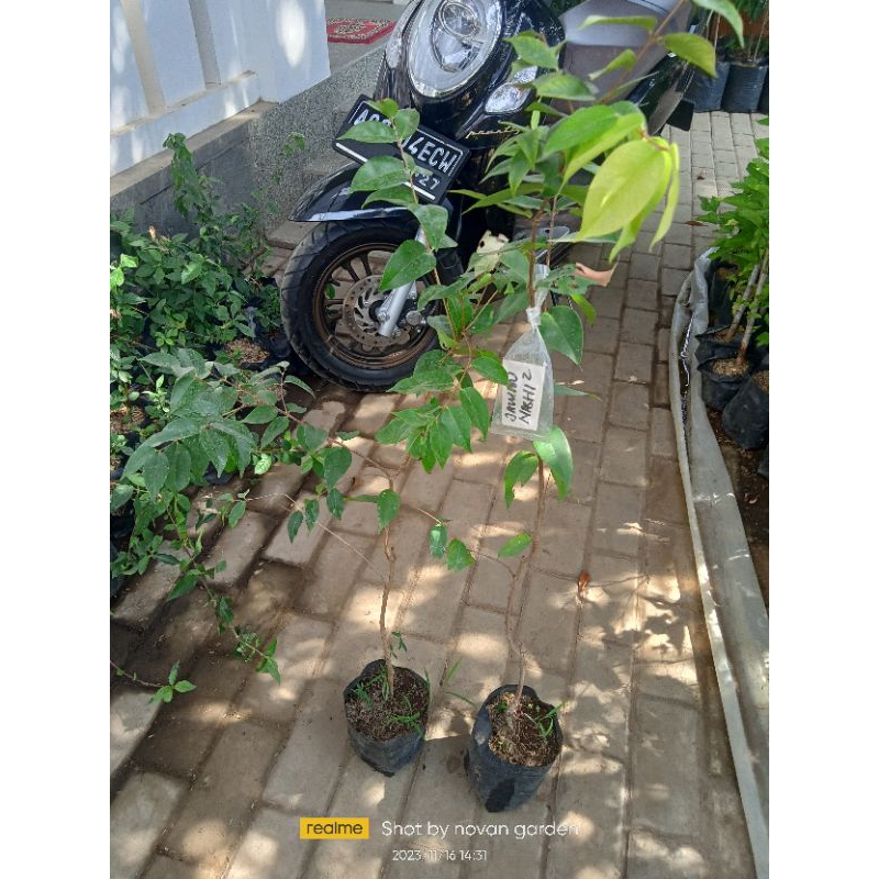 bibit jambu nasi-nasi | bibit jambu air | bibit jambu air nasi nasi