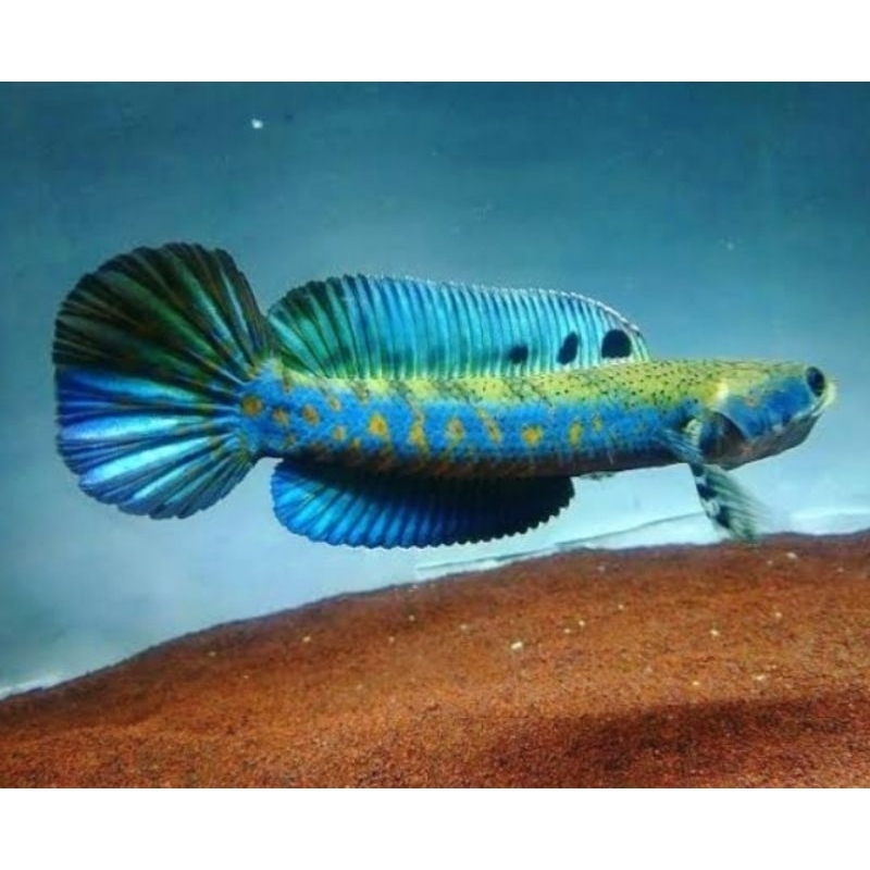 Blue Pulchra Premiu Grade A + 8 9 10 11 12cm Hiasan akuarium Bergaransi