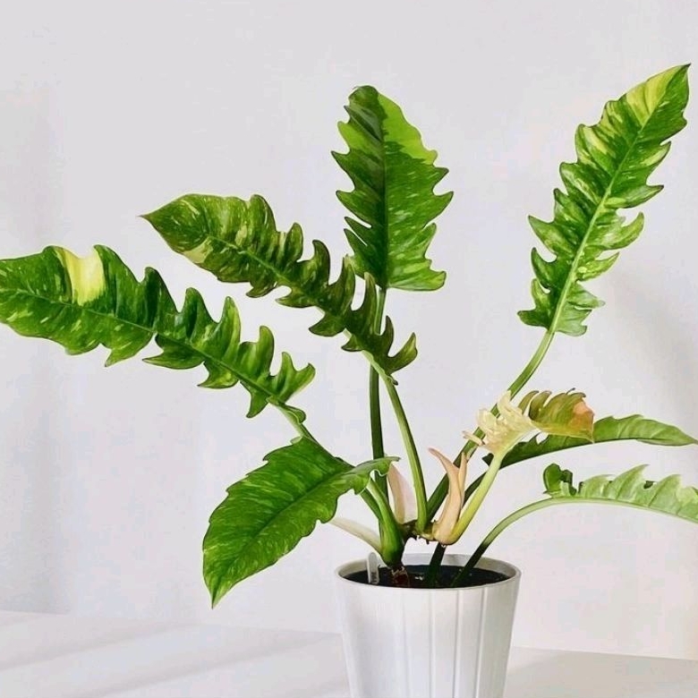 Philodendron Ring of Fire