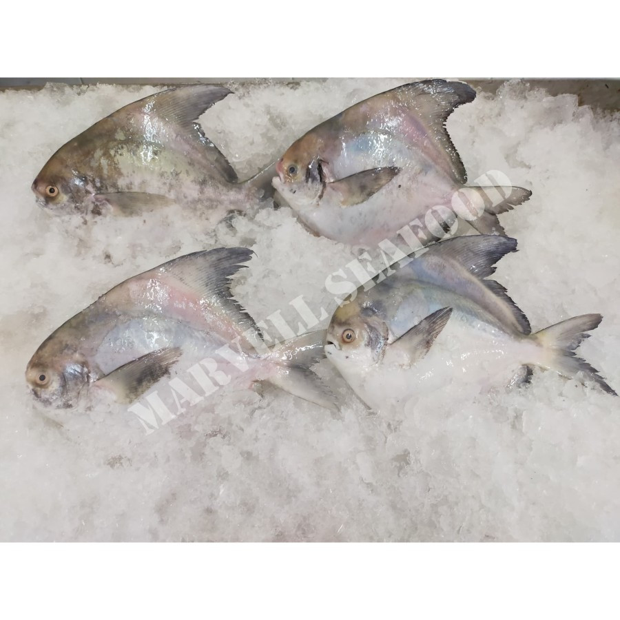 

Ikan bawal banci frozen size ( 200-300 ) gram per kg isi 4 ekor