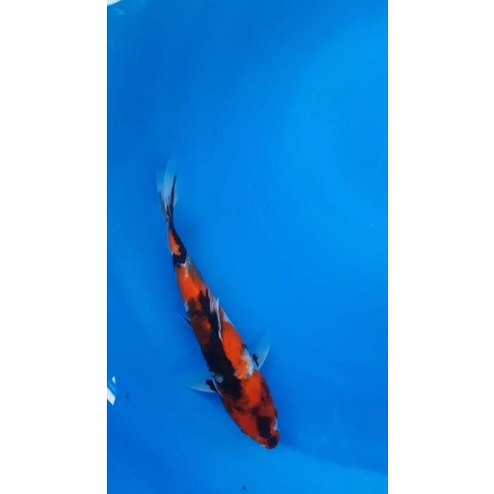 Ikan koi import jepang sertifikat Sekiguchi Farm Showa 28cm