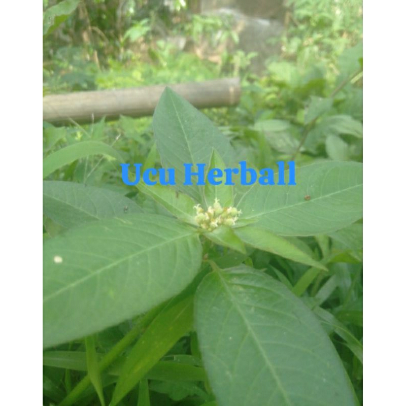 

Daun kate mas atow daun patik mas/sena per500gram