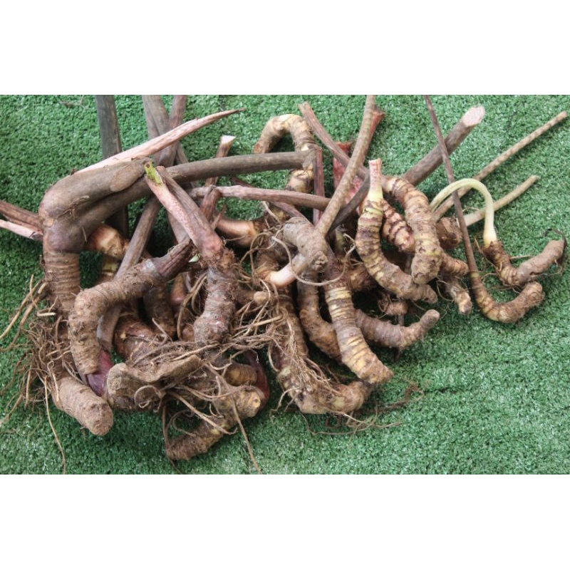 umbi alocasia jacklyn