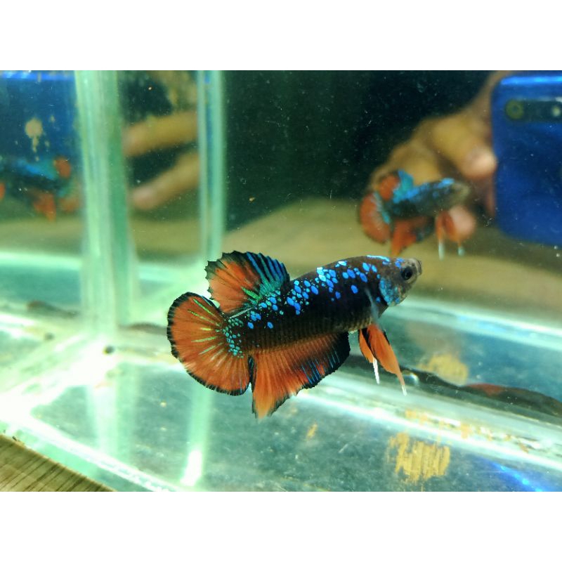 ikan cupang Avatar Gordon line nebula