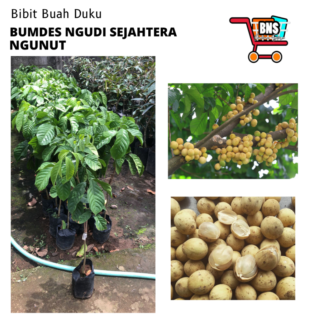 BIBIT DUKU/BIBIT BUAH DUKU/BIBIT BUAH DUKU BERKUALITAS