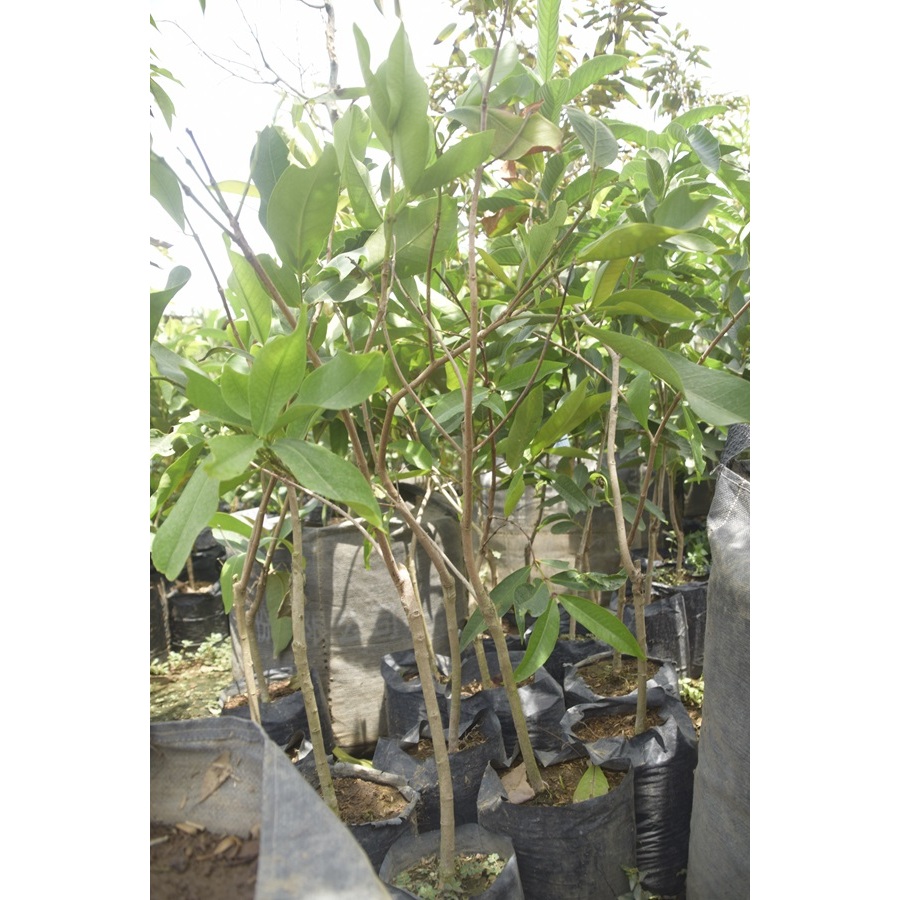 BIBIT JAMBU CITRA/BIBIT BUAH JAMBU CITRA/BIBIT BUAH JAMBU/BIBIT BUAH JAMBU CITRA BERKUALITAS/BIBIT J