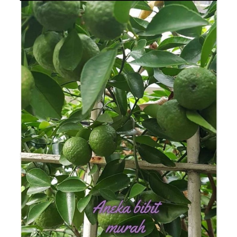 BIBIT JERUK LIMAU BERBUAH + PUPUK