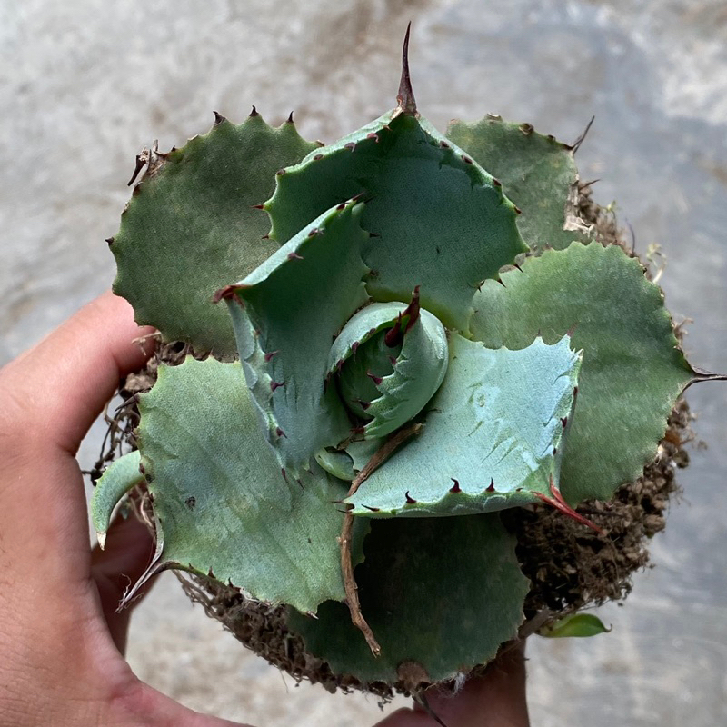 Agave Potatorum Blue