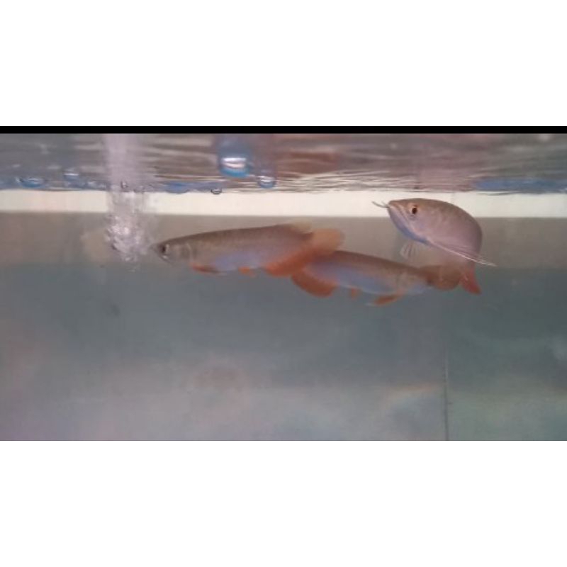 Golden red hb size 19-20 cm