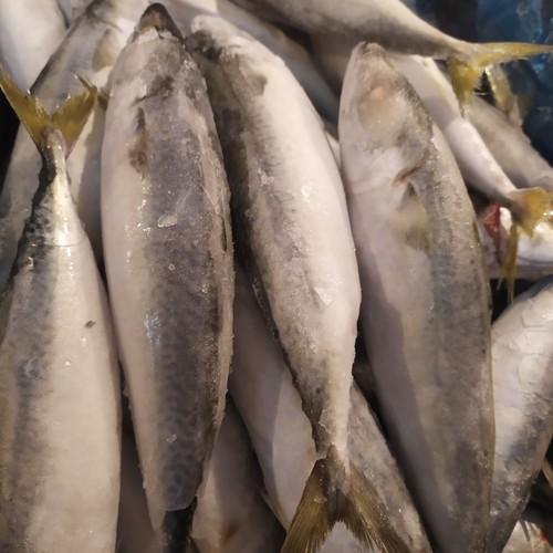 

Ikan Salem Sulir 1Kg