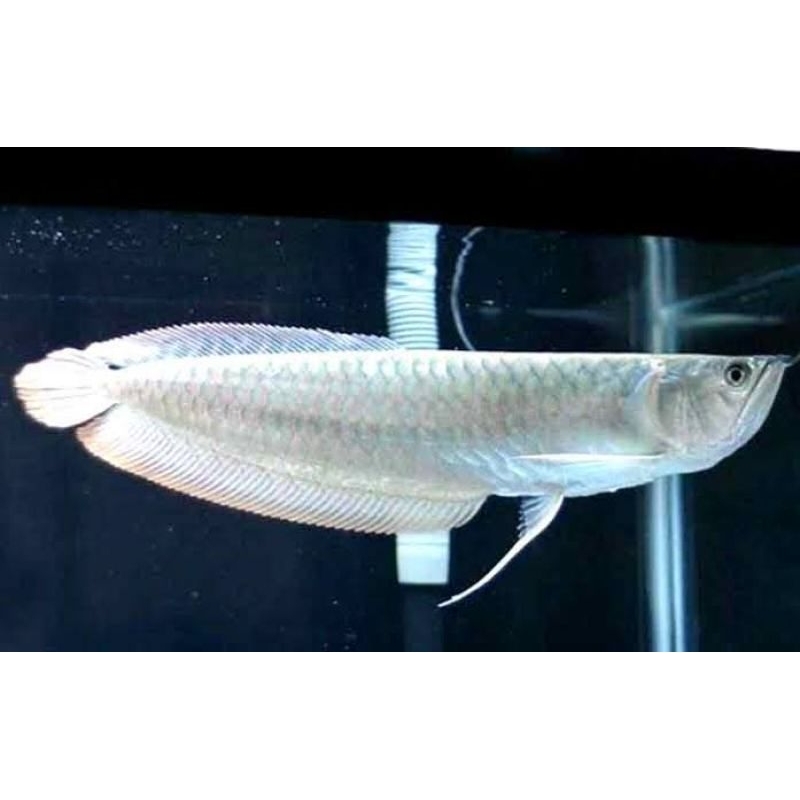 Arwana silver red 11 12 cm
