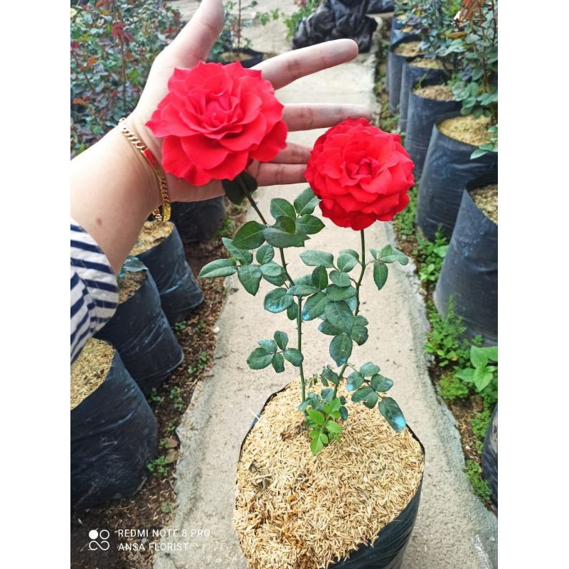 Mawar Holand | Merah Ferrari | Bunga Jumbo | Cantik & Harum