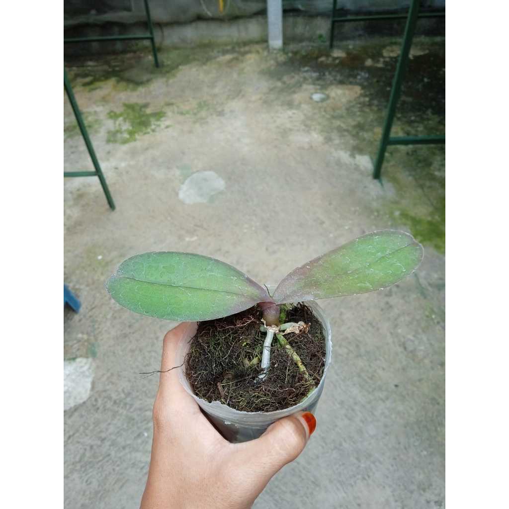 Paket Anggrek Remaja Bulan