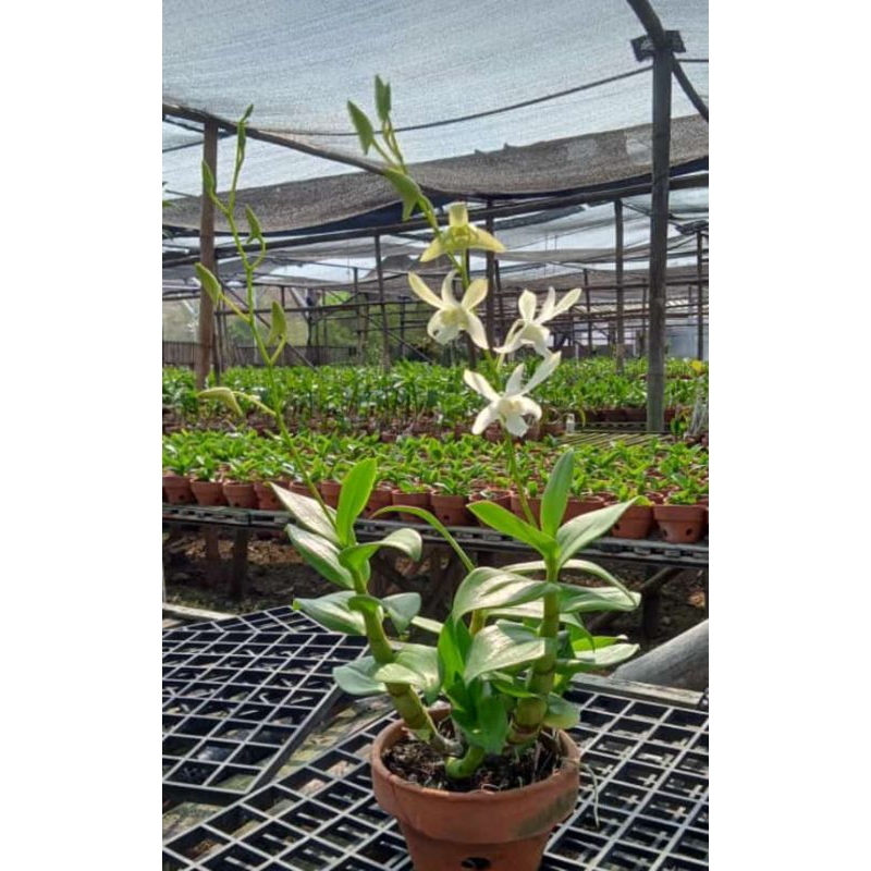Anggrek Dendrobium Caesar White