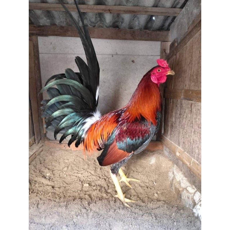 

jual telur ayam sweter ak 47 paket 4 butir