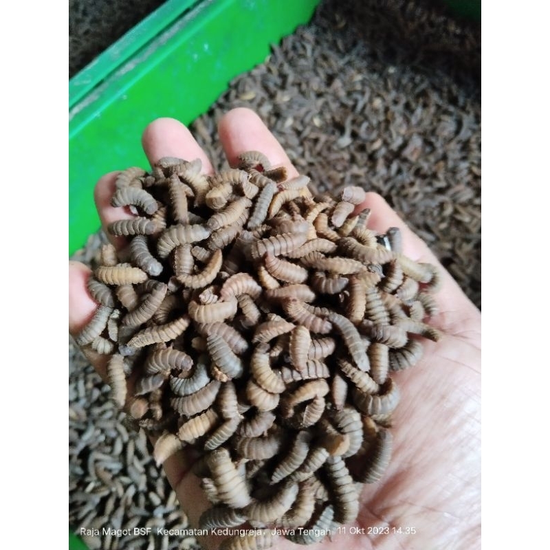 prepupa indukan lalat bsf super 250 grm