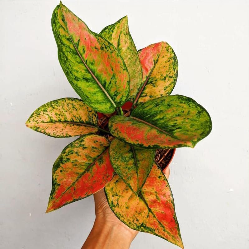 (COD) Bunga Aglonema Red Heng Heng ( BONGGOL )