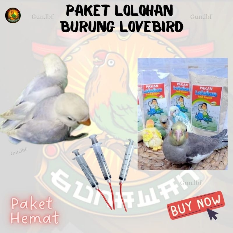 Paket Murah Lolohan Anakan Burung Lovebird Pastel Violet Jinak