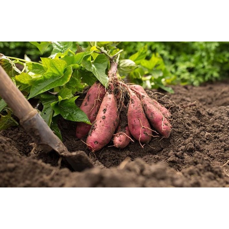 

Ubi Ungu Gunung Kawi