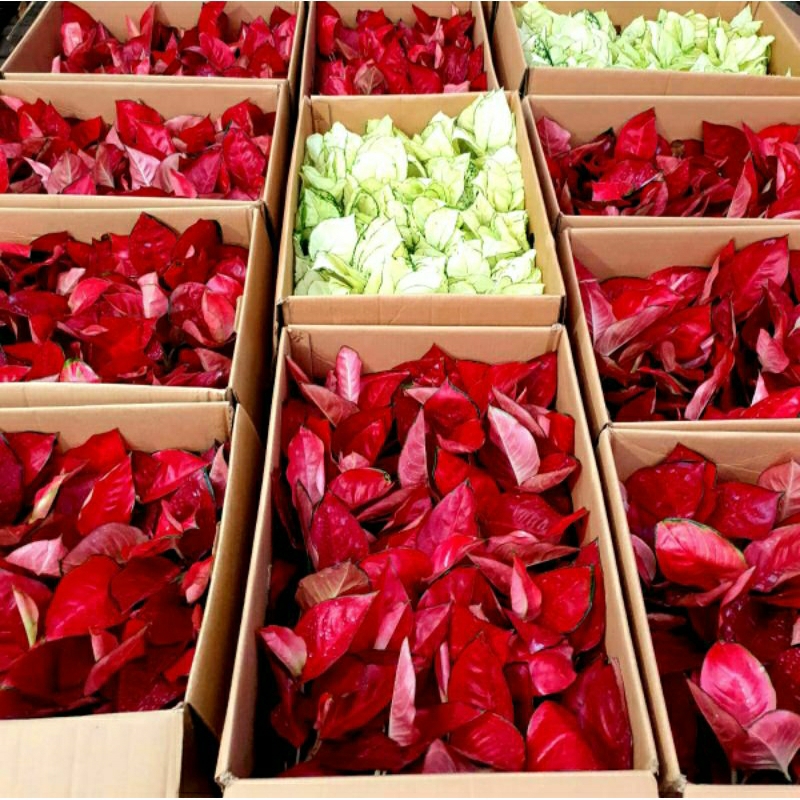 Aglonema Merah Putih Warna Dan Jenis Tanaman Hias