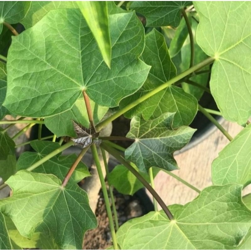 

Daun Jarak Segar Netto 100 gram Original