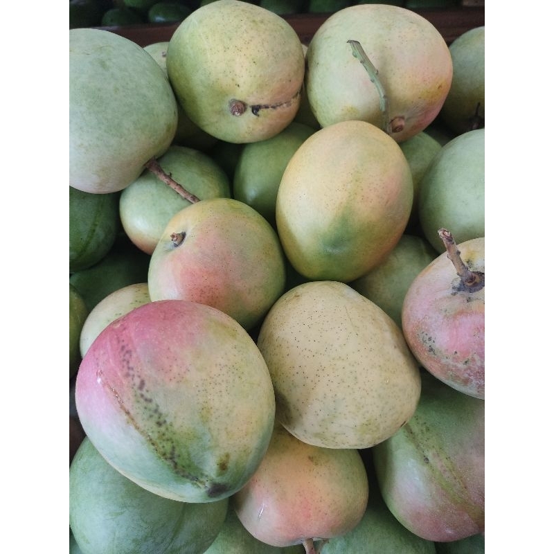 

Buah Mangga Agrimania Super 1 Kg