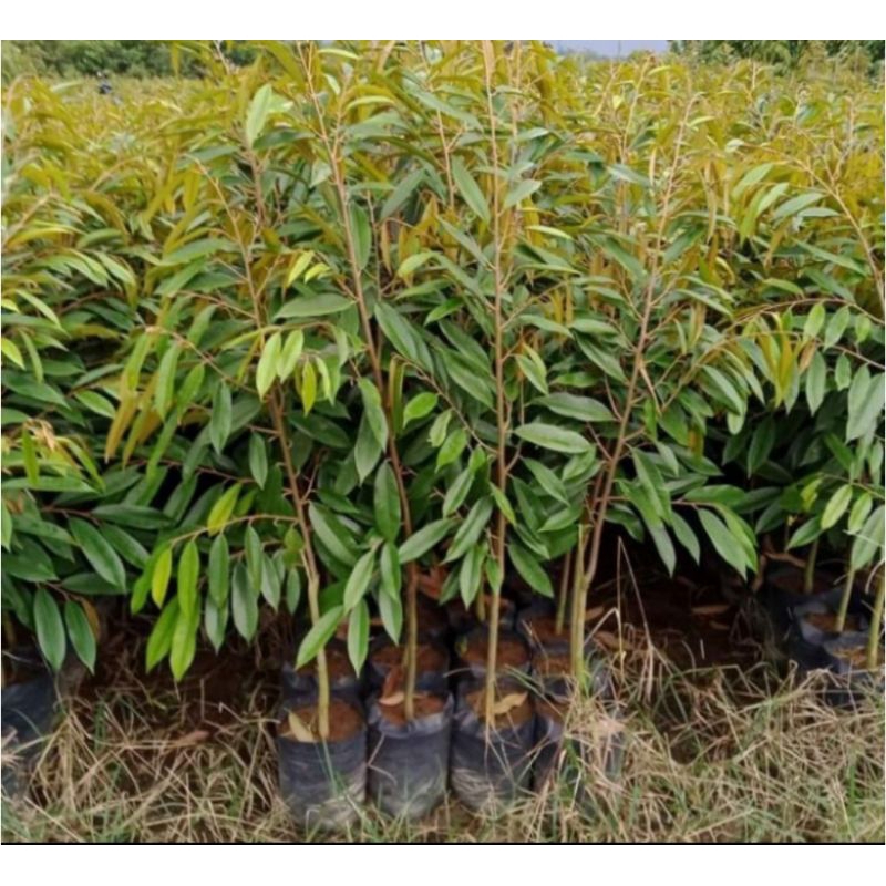 Bibit Durian Duri Hitam / Durian Ochee / Black Thorn, Batang Besar
