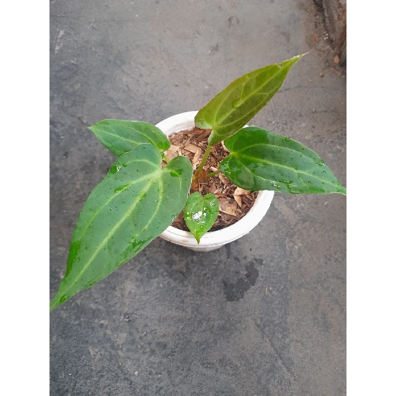 Anthurium papilaminum x waroq
