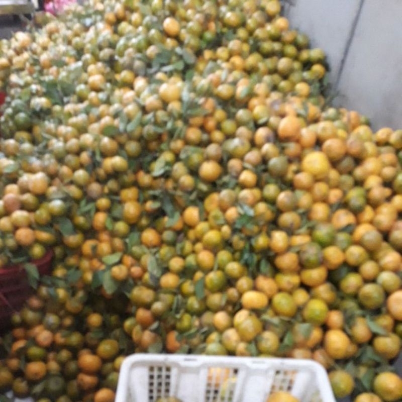 

jeruk madu siem 500 gram