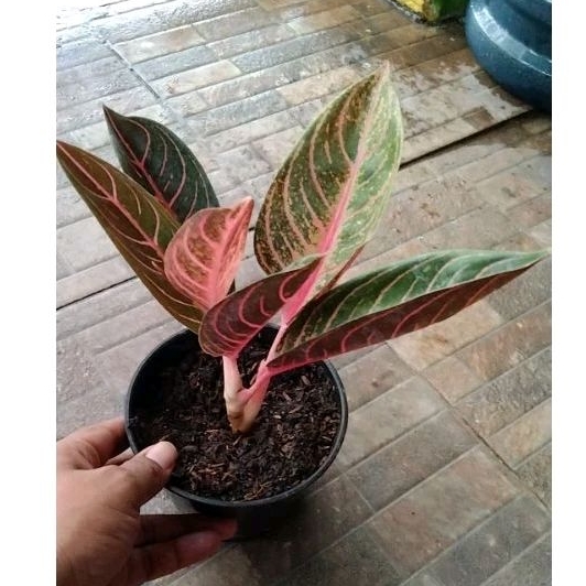 Aglonema Red Sumatra