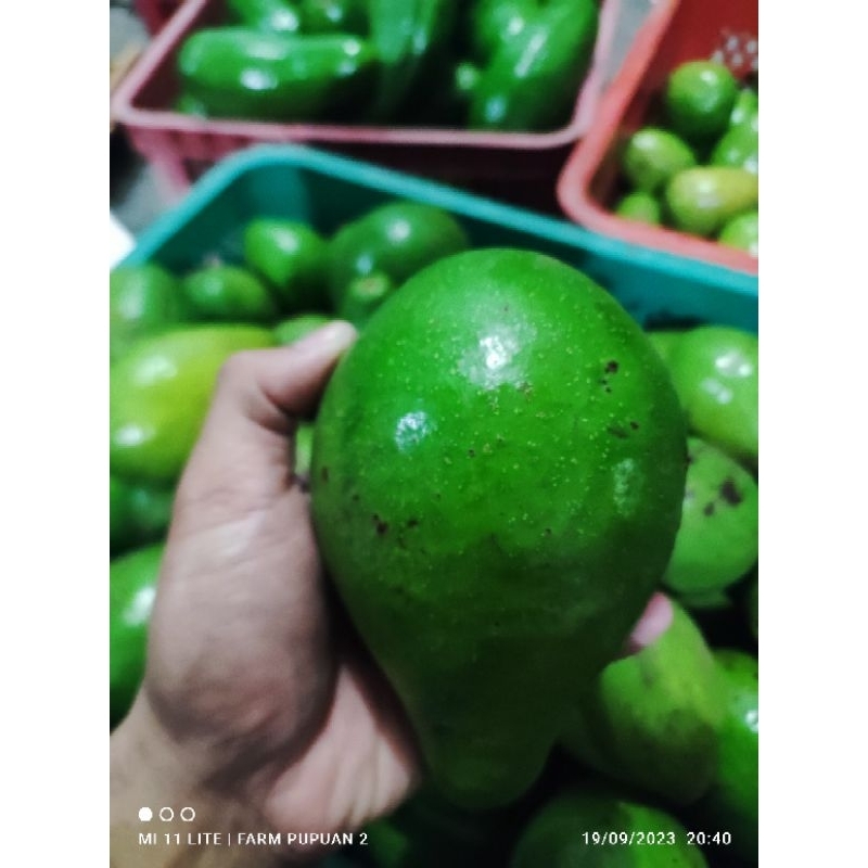 

LINK khusus Alpukat Grade C