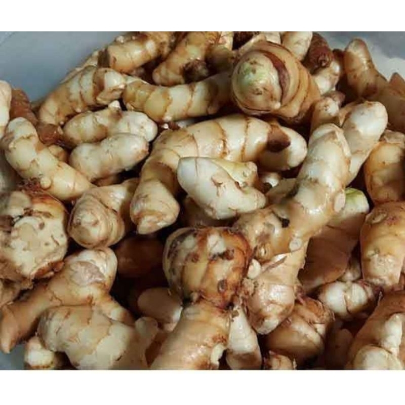 

promo termurah kunyit putih segar Zedoaria (Curcuma Zedoaria)