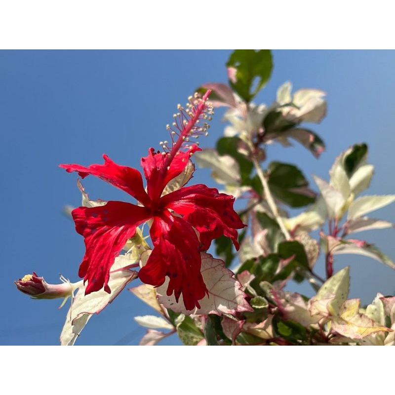 tanaman bunga sepatu variegata merah