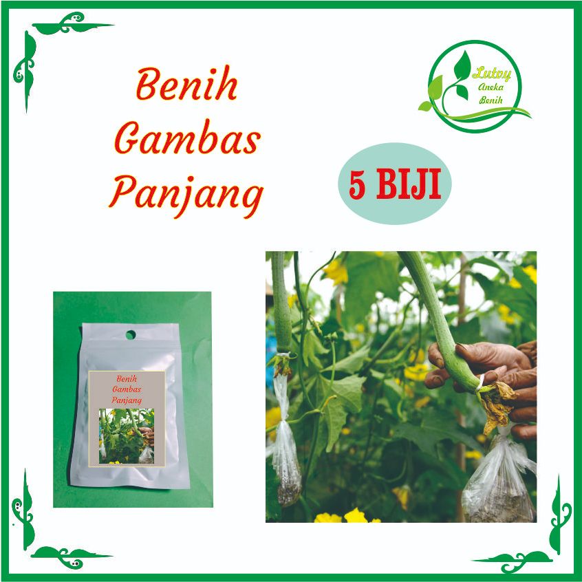 BENIH GAMBAS PANJANG ISI 5 BIJI