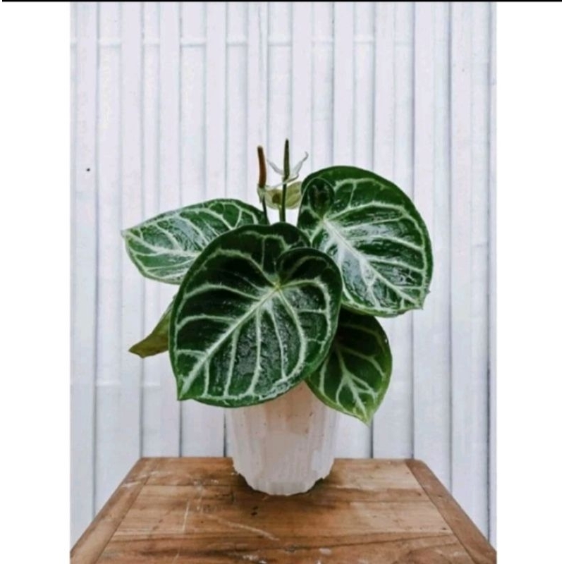 tanaman hias kuping gajah dorayaki - kuping gajah mangkok