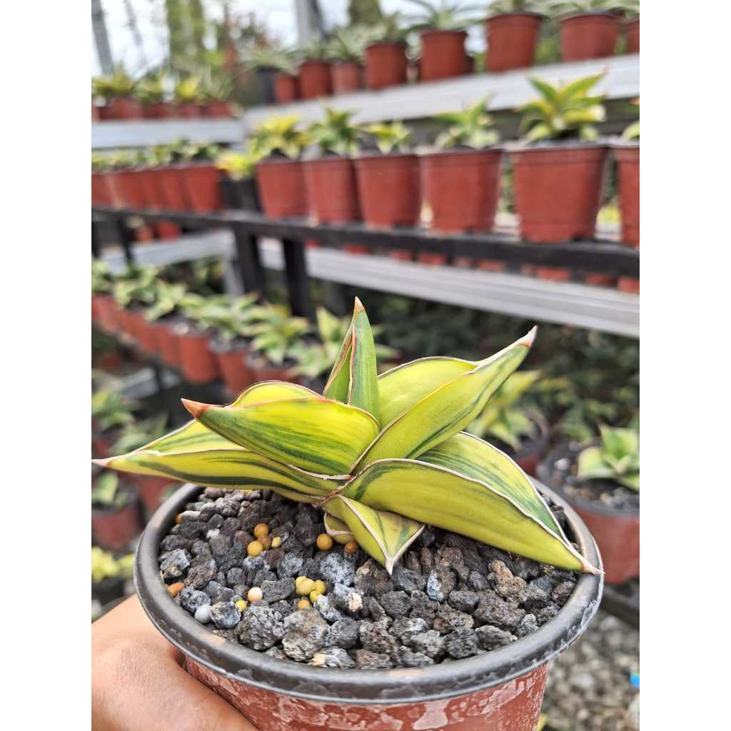 sansevieria/ sansivera samurai dwarf varigata