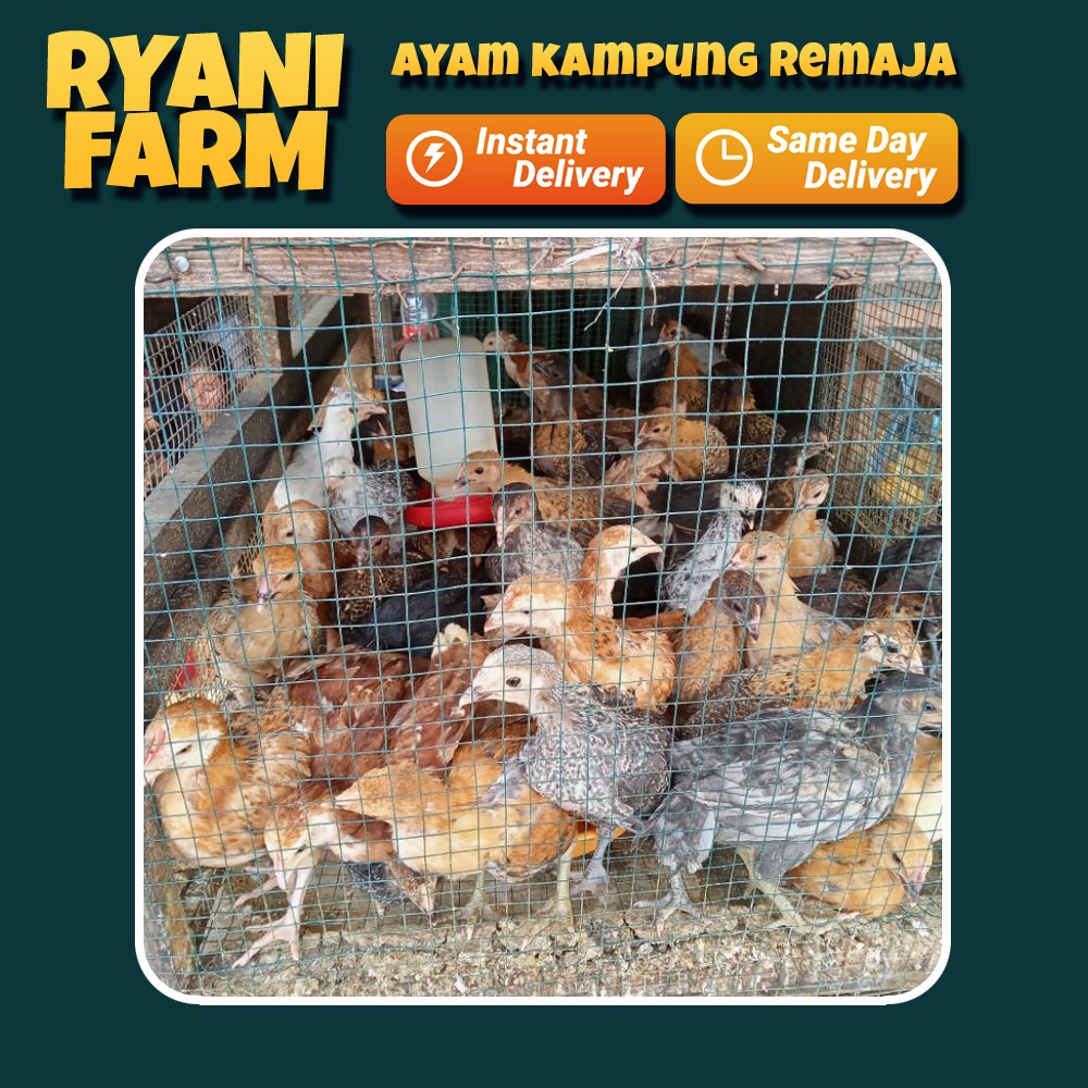 Ryani Farm Ayam Kampung - Anak Ayam Kampung Remaja
