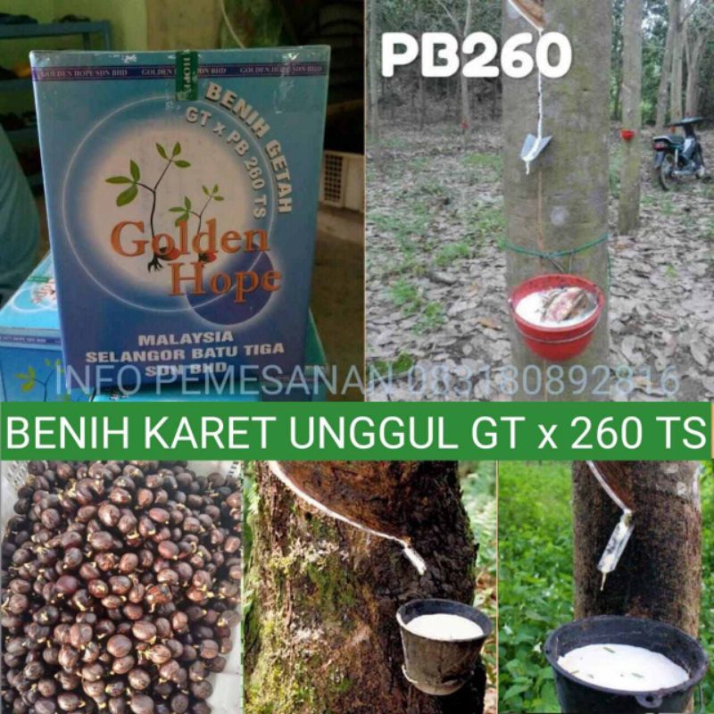 bibit karet unggul PD 260 isi 200 biji