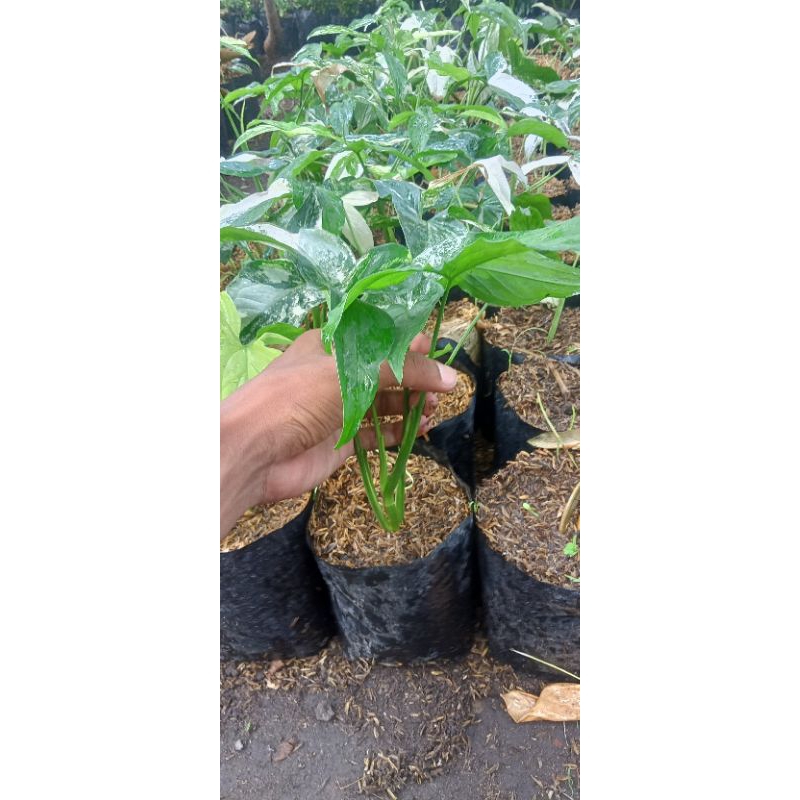 syngonium variegata murah meriah