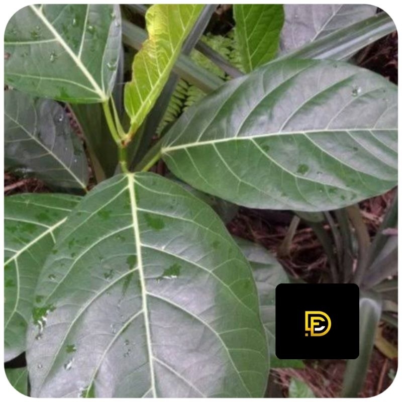 

Daun awar awar segar 500 gram petik langsung-az