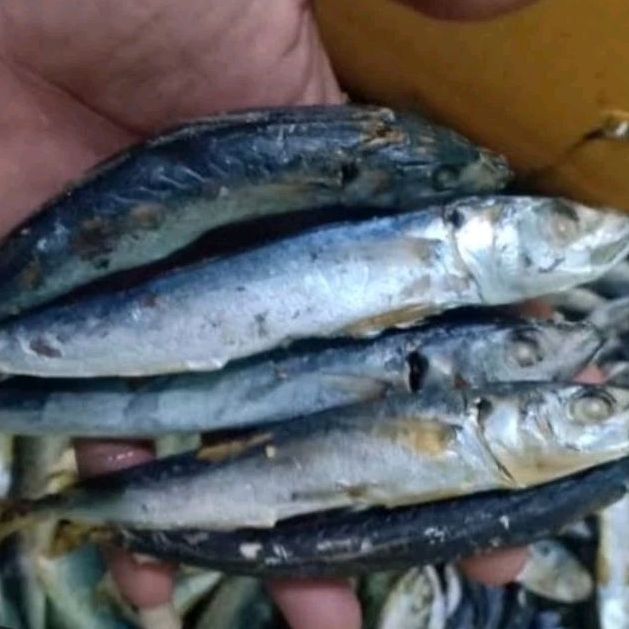 

IKAN LAYANG REBUS/ASIN KUALITAS NO 1