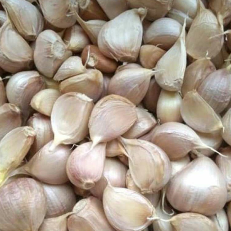 

WXZF4562 Dijamin Ori BAWANG PUTIH KATING /KG