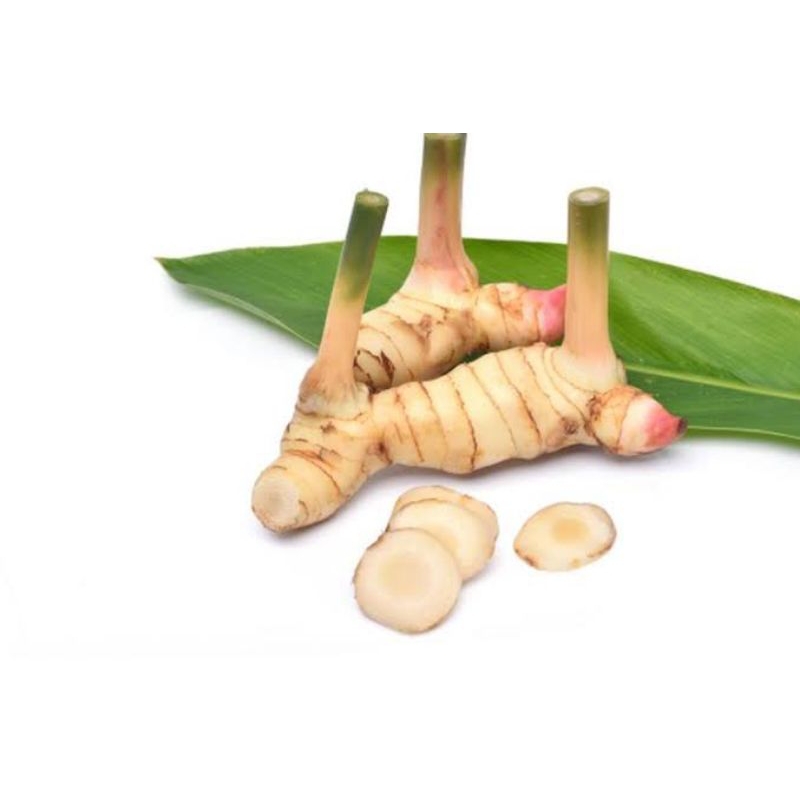 

LENGKUAS (Laos) KERING KHUSUS JAMU TRADISIONAL ATAU HERBAL