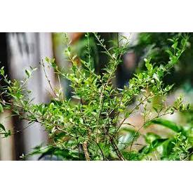 

(Fresh) Daun pacar inai 50 g