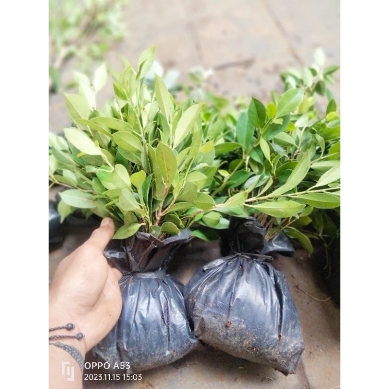 Bibit kimeng mini murah rawatan subur