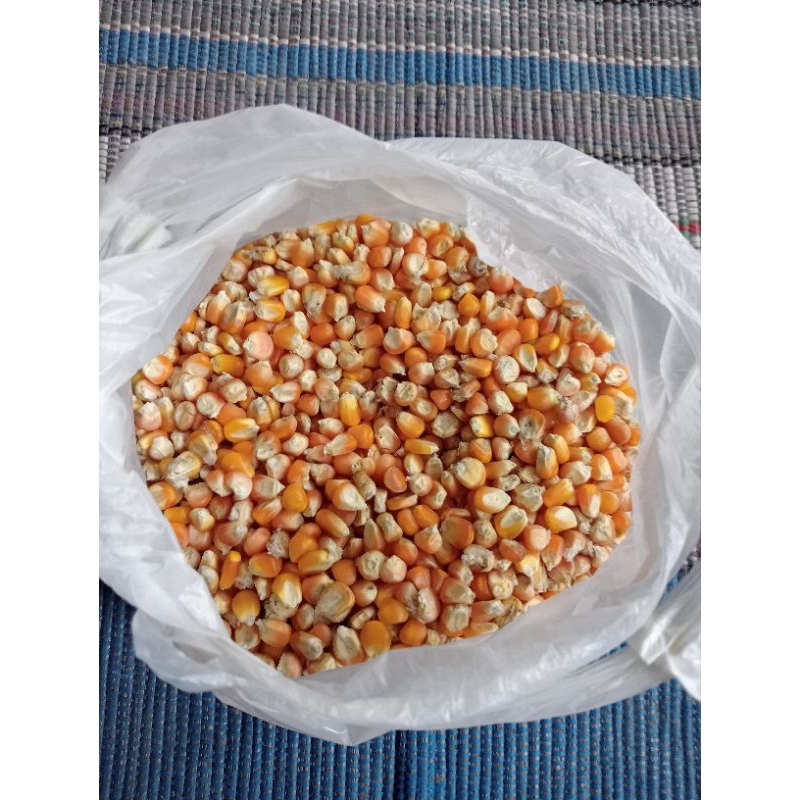 

jagung (500 gram)