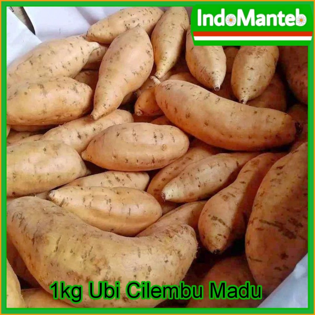 

1kg Ubi Cilembu Madu Oven Mentah Langsung Kirim Instant Xpress Go Send Langsung Proses Kirim Sampai Jajan Camilan Sehat Kaya Manfaat Asli Alami