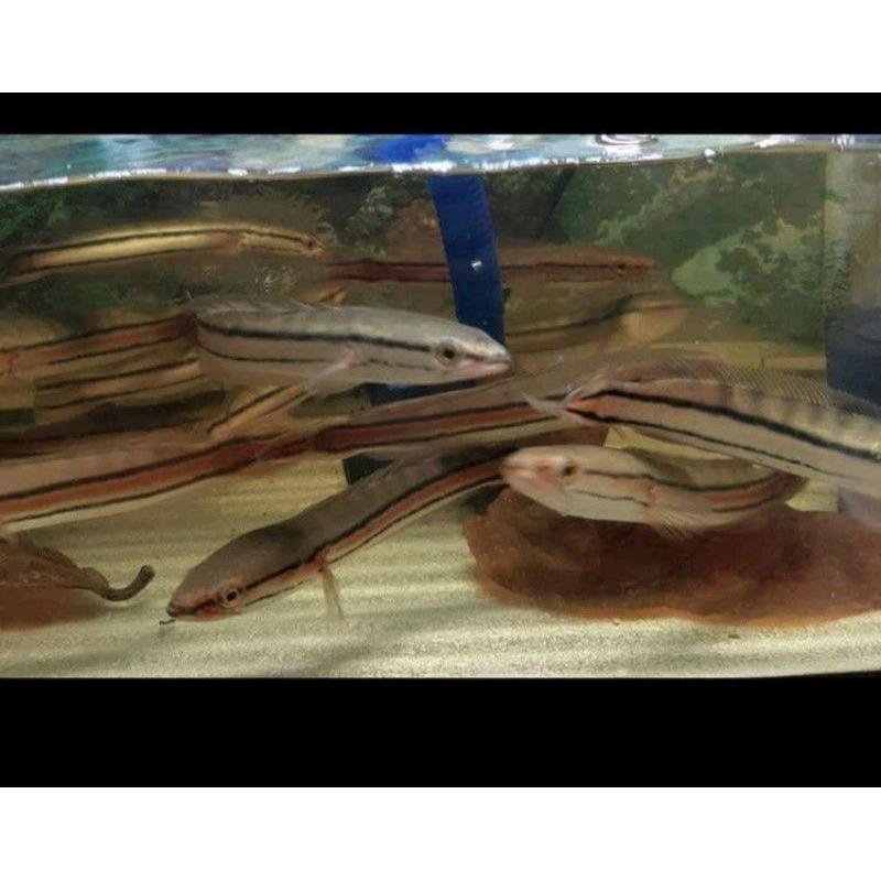 Hiasan aquarium / toman