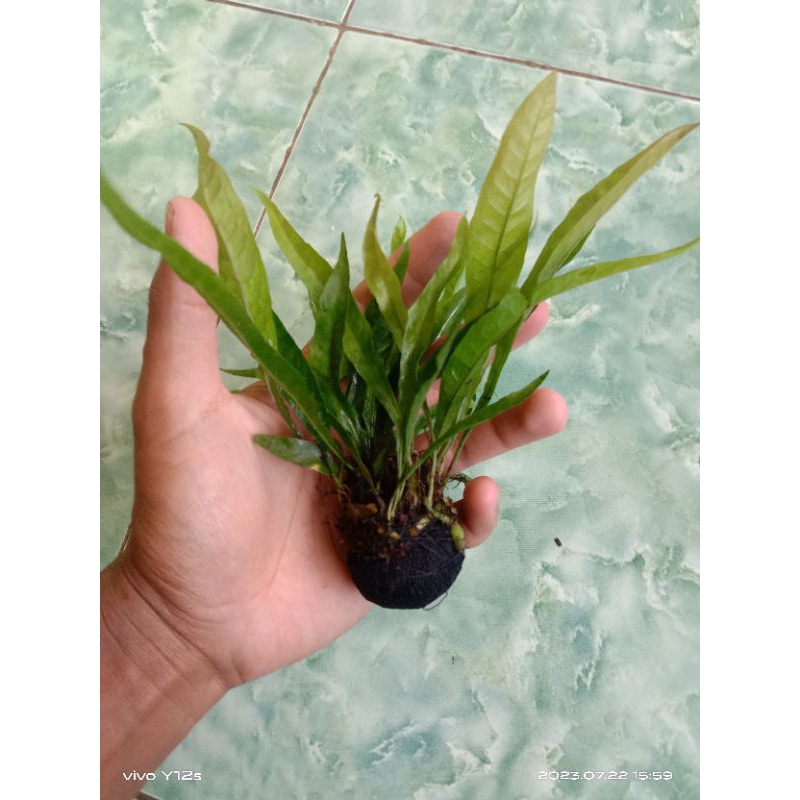 kadaka Java fern media wabikusa hiasan aquarium